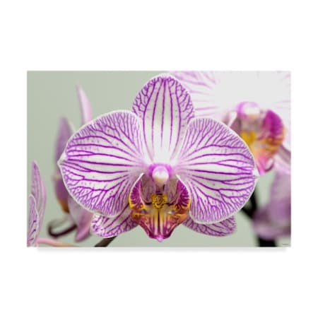 Gordon Semmens 'Orchid Stripe' Canvas Art,22x32